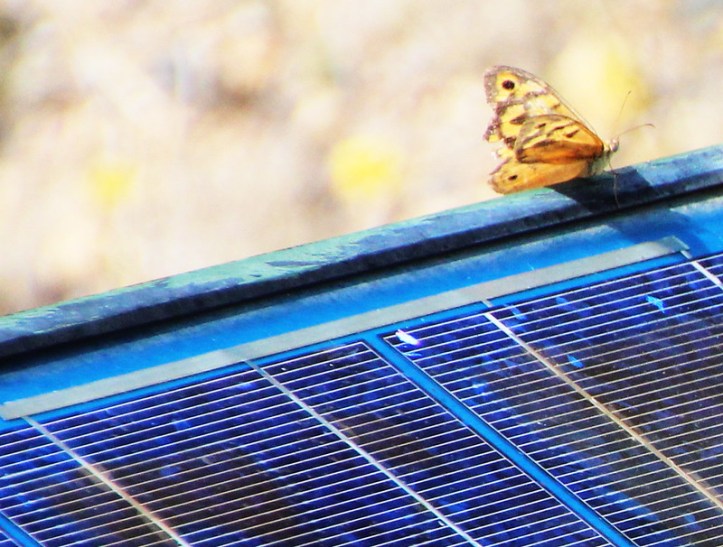 butterfly on a solar panel